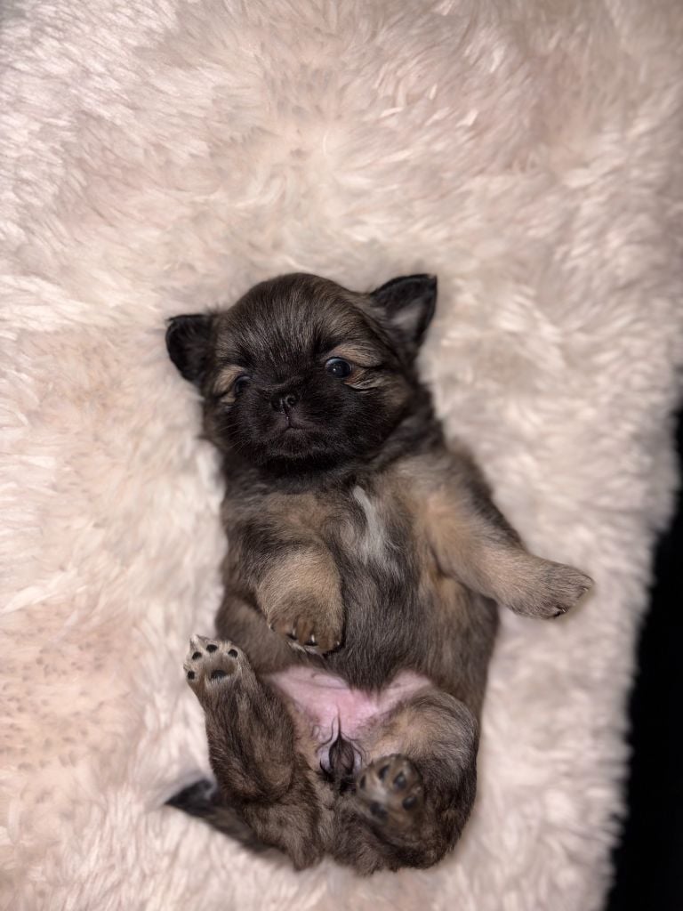 CHIOT - Epagneul tibetain