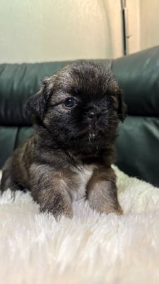 CHIOT - Epagneul tibetain