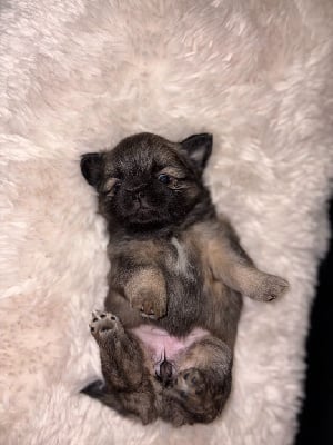 CHIOT - Epagneul tibetain