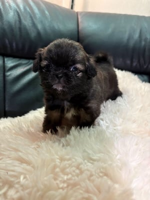 CHIOT - Epagneul tibetain