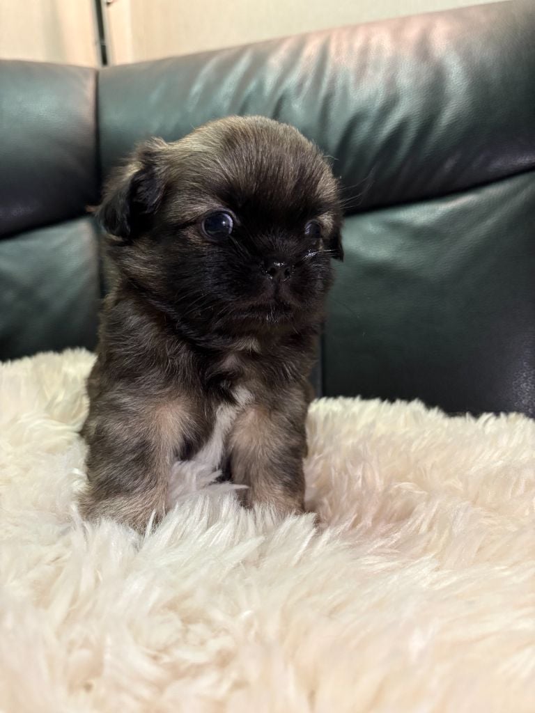 CHIOT - Epagneul tibetain