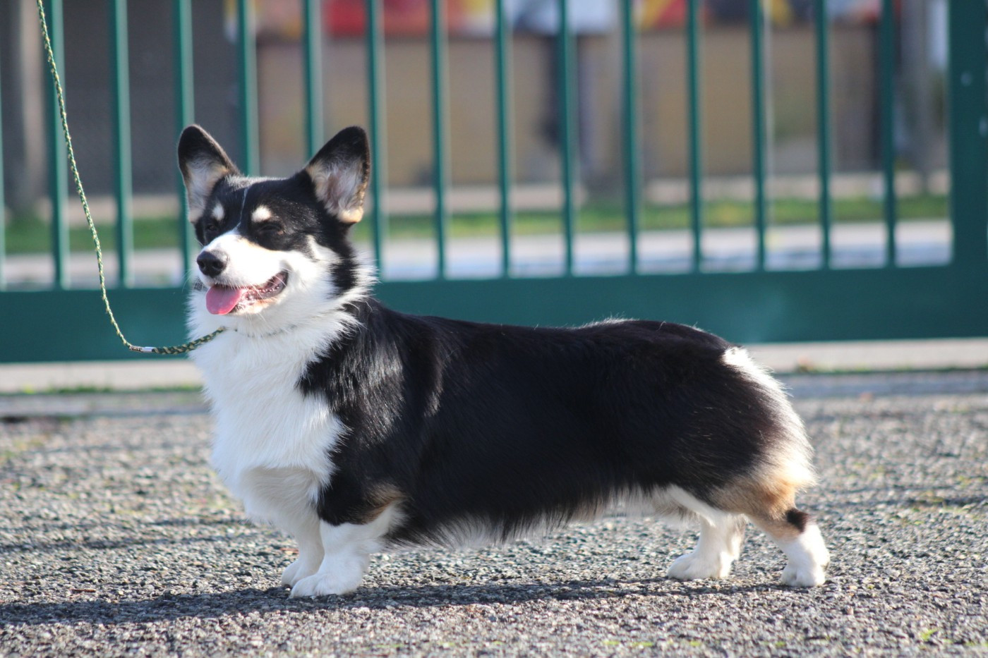Night Keepish Lebkuchen