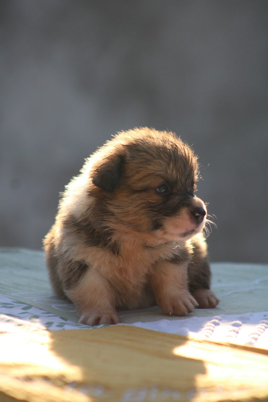 Welsh Corgi Pembroke - Des Veilleurs De Toutankhamon