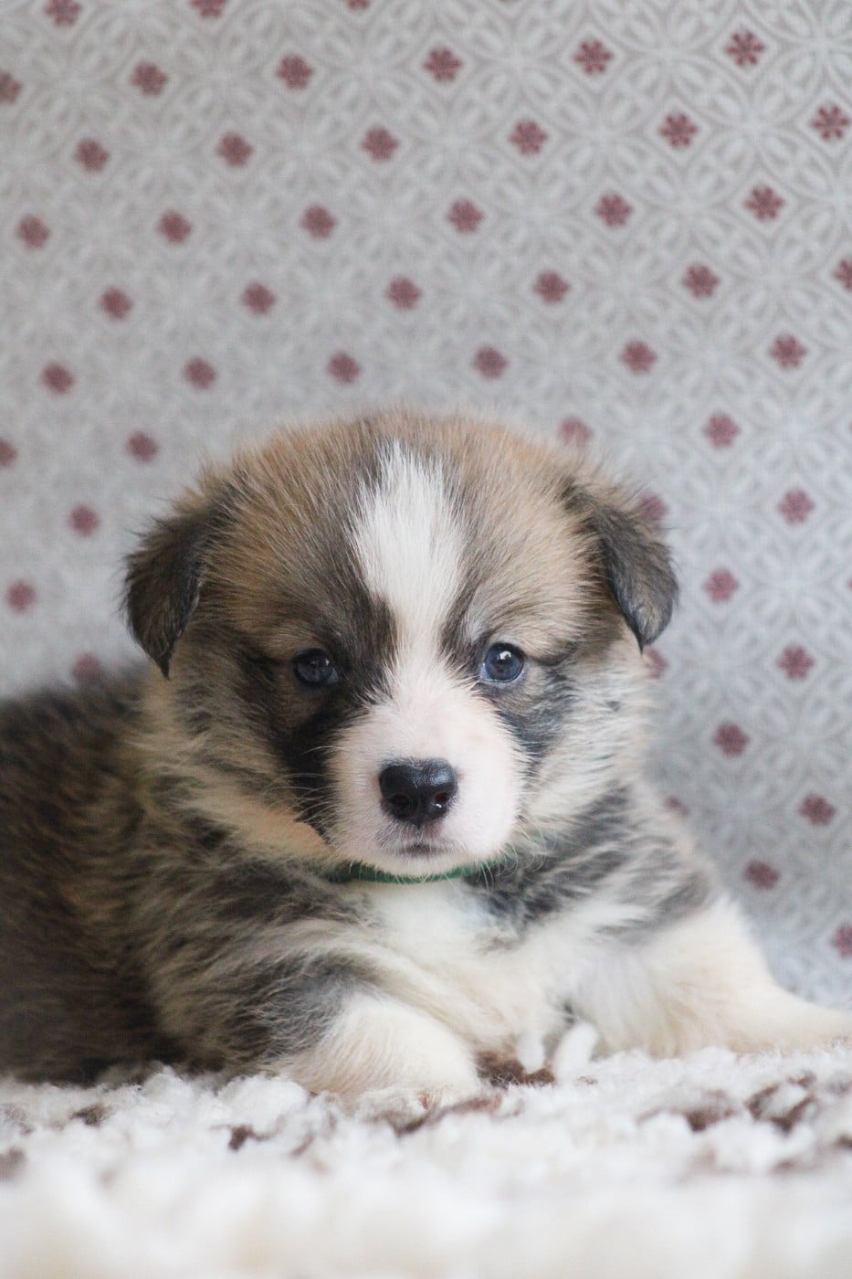 Welsh Corgi Pembroke - Des Veilleurs De Toutankhamon