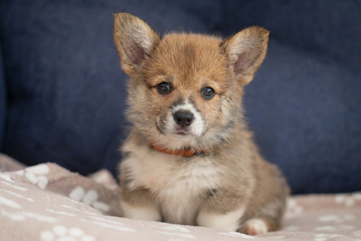 Welsh Corgi Pembroke - Des Veilleurs De Toutankhamon