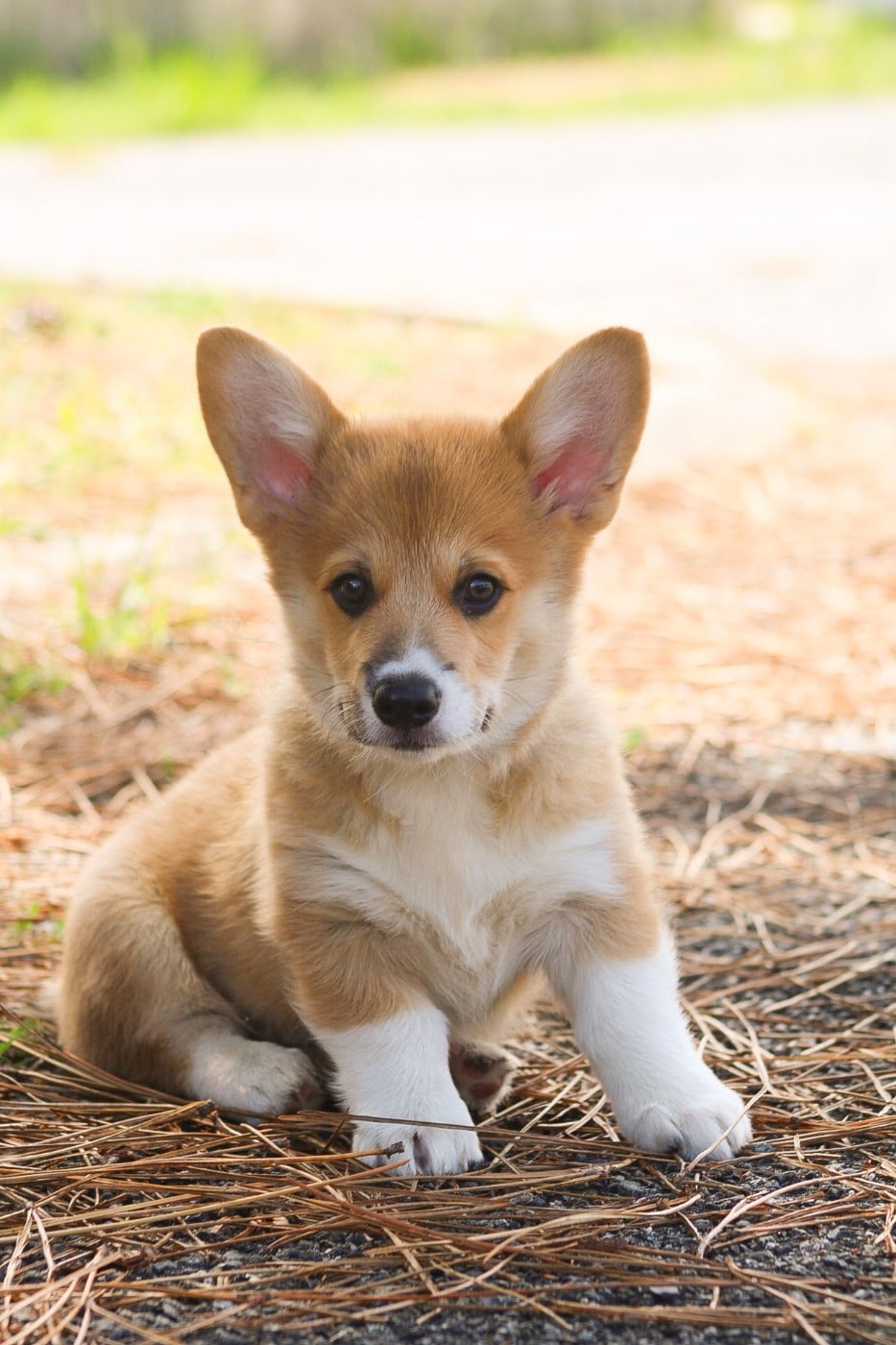 Welsh Corgi Pembroke - Des Veilleurs De Toutankhamon