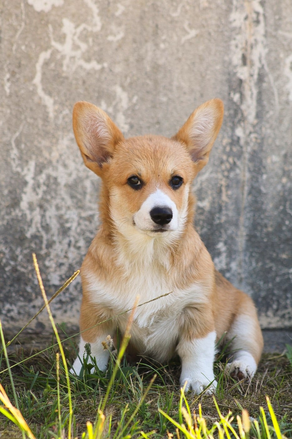 Welsh Corgi Pembroke - Des Veilleurs De Toutankhamon