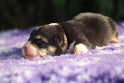 Bad Romance Briseïs (Collier Rose) - Welsh Corgi Pembroke