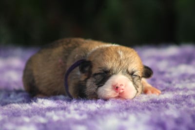 Born To Shine Bhavani (Collier Violet) - Welsh Corgi Pembroke