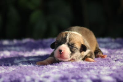 Beauty Privilege Bhumi Devi (Collier jaune) - Welsh Corgi Pembroke