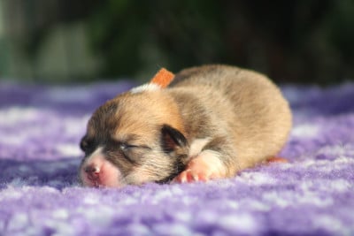 Beloved Lord Buddha (Collier orange) - Welsh Corgi Pembroke