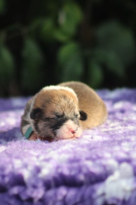 Balmoral Prestige Beethoven (Collier bleu clair) - Welsh Corgi Pembroke