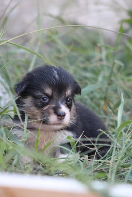 Les chiots de Welsh Corgi Pembroke