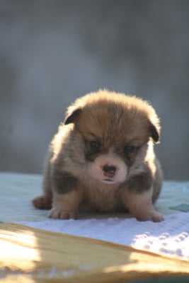 Les chiots de Welsh Corgi Pembroke