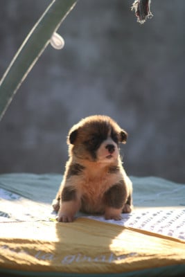Les chiots de Welsh Corgi Pembroke