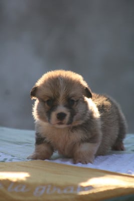 Les chiots de Welsh Corgi Pembroke
