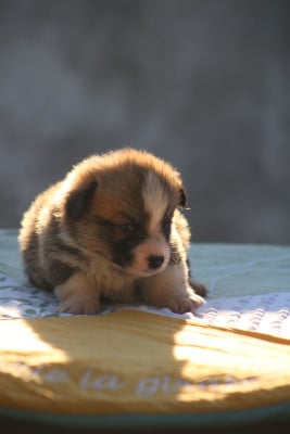 Les chiots de Welsh Corgi Pembroke