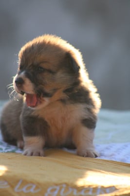 Les chiots de Welsh Corgi Pembroke