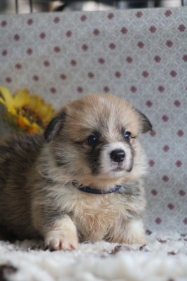 Les chiots de Welsh Corgi Pembroke