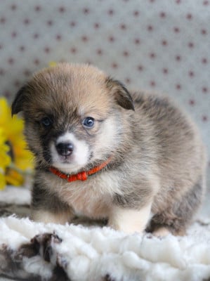 Les chiots de Welsh Corgi Pembroke