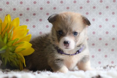 Les chiots de Welsh Corgi Pembroke