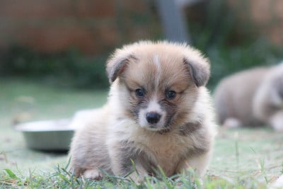 Les chiots de Welsh Corgi Pembroke