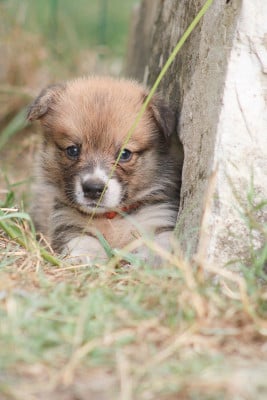 Les chiots de Welsh Corgi Pembroke