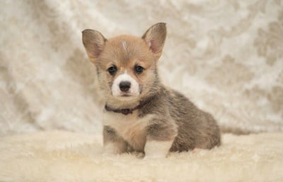 Les chiots de Welsh Corgi Pembroke