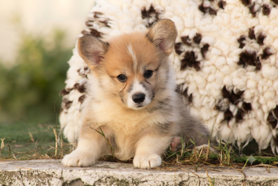 Les chiots de Welsh Corgi Pembroke
