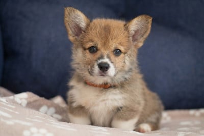 Les chiots de Welsh Corgi Pembroke