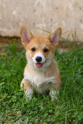 Les chiots de Welsh Corgi Pembroke