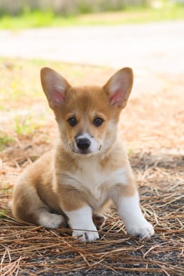 Les chiots de Welsh Corgi Pembroke