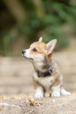 Les chiots de Welsh Corgi Pembroke