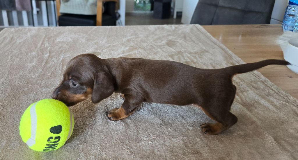 Augustina (Kaninchen)