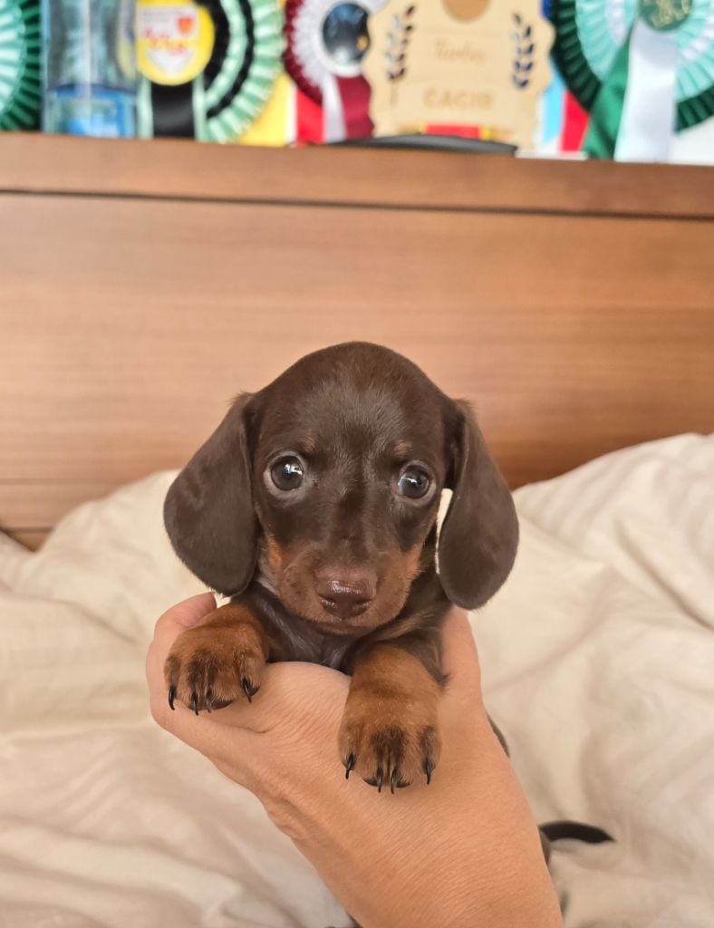 Augustina (Kaninchen)