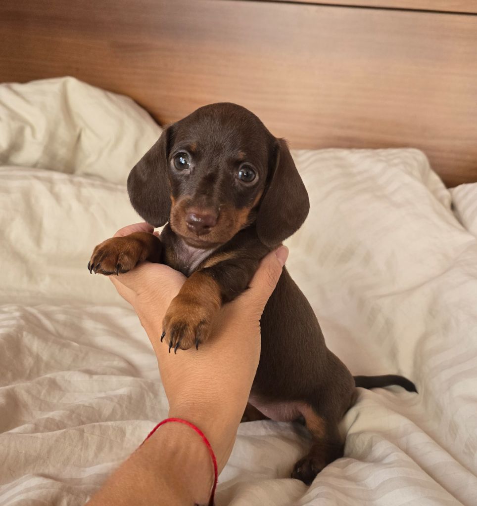 Augustina (Kaninchen)