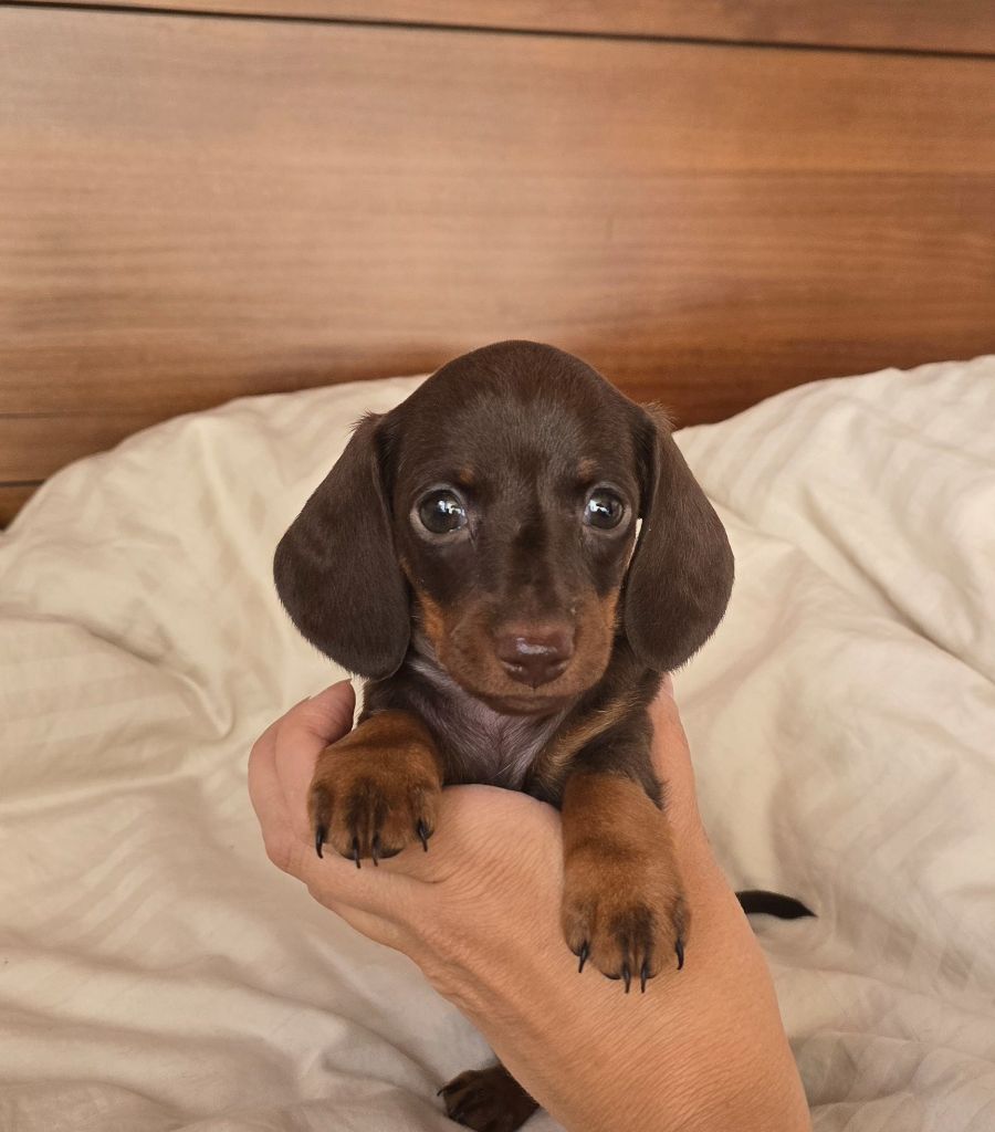 Augustina (Kaninchen)