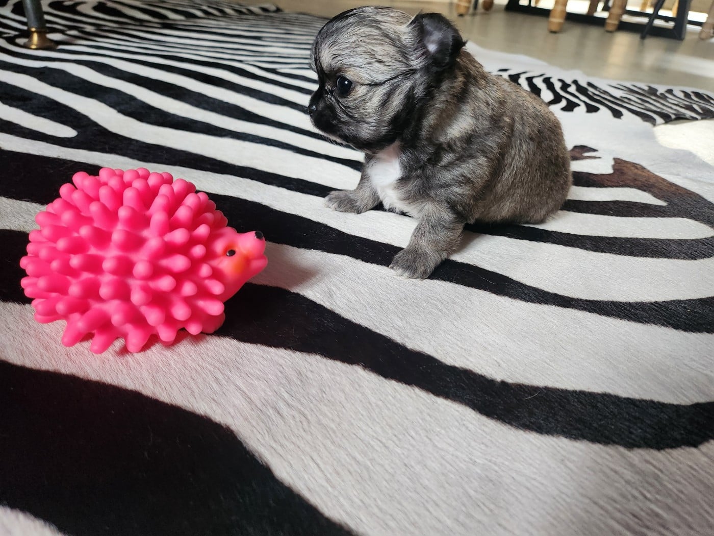 Chihuahua - Mes Bebes De Presbytere