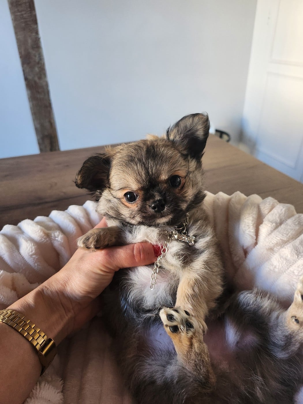 Chihuahua - Mes Bebes De Presbytere