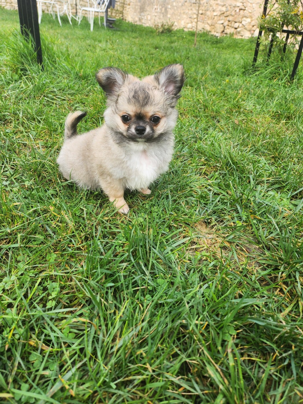 Chihuahua - Mes Bebes De Presbytere