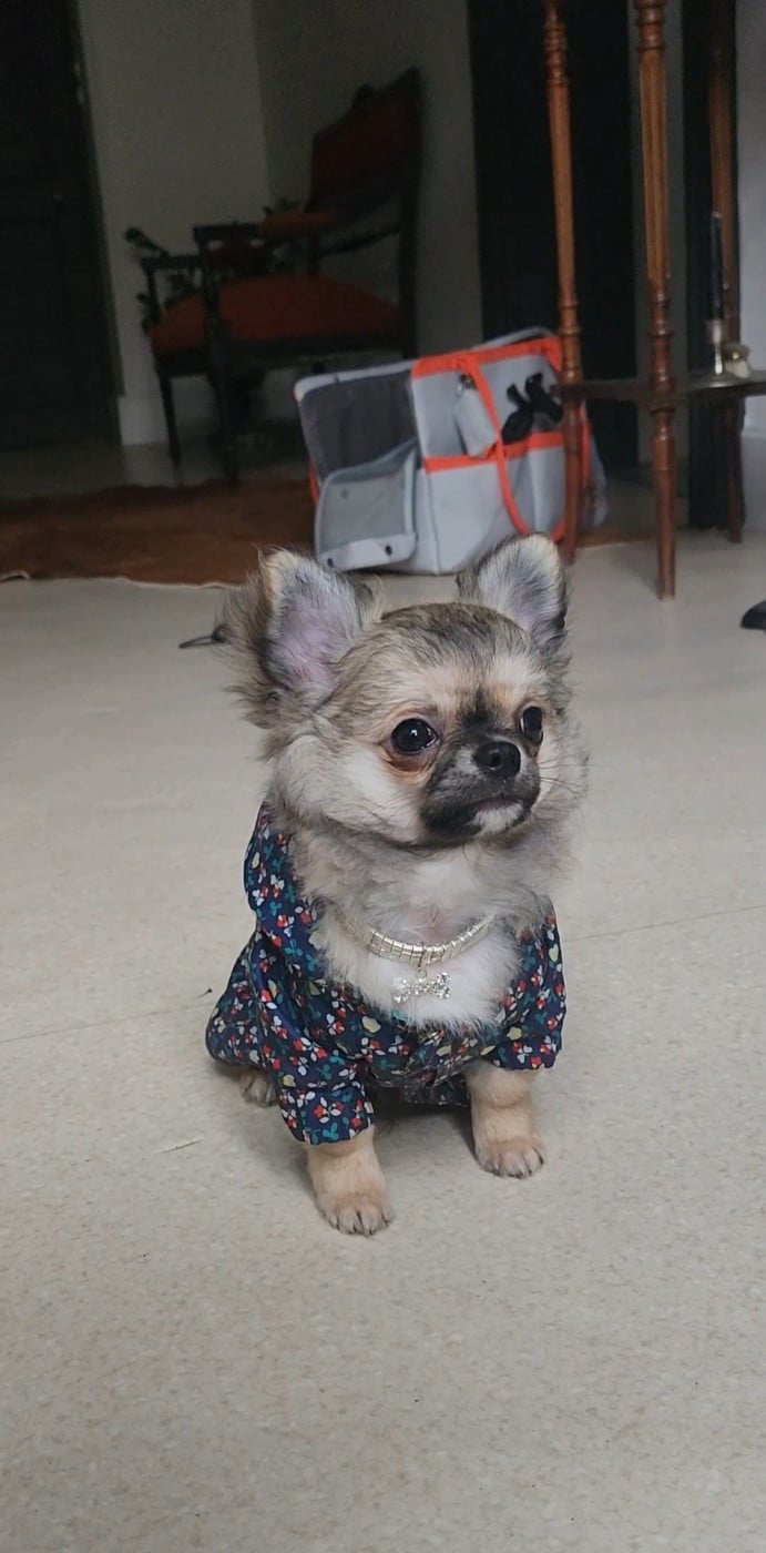 Chihuahua - Mes Bebes De Presbytere