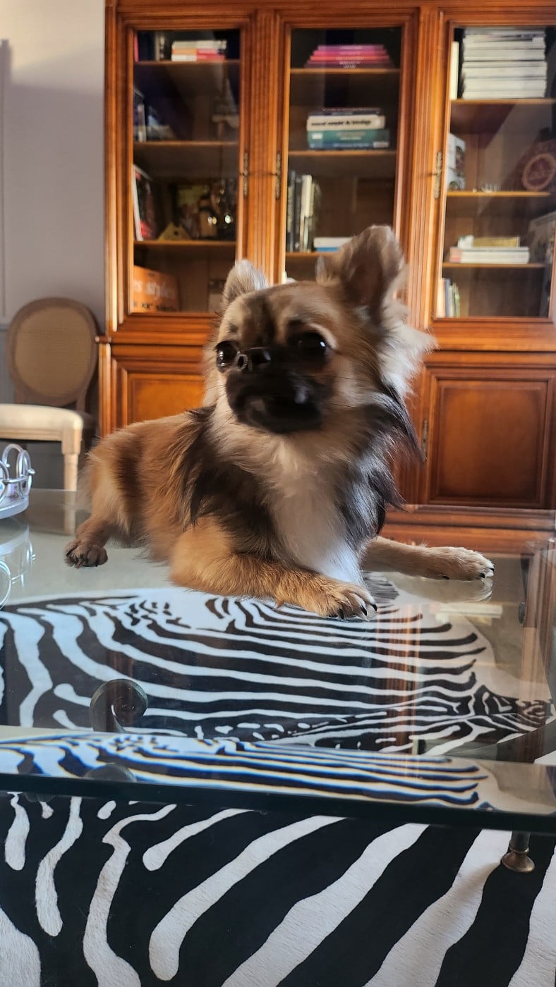 Chihuahua - Mes Bebes De Presbytere