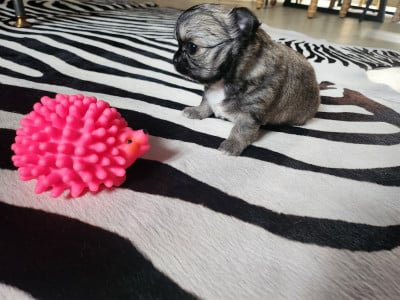 Les chiots de Chihuahua