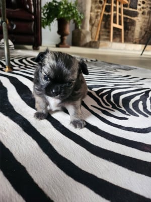 Les chiots de Chihuahua