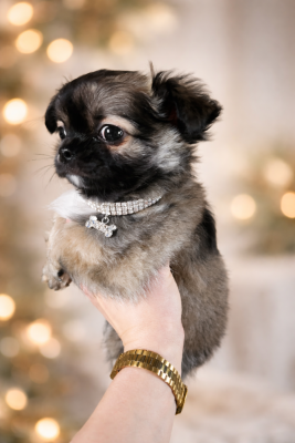 Les chiots de Chihuahua