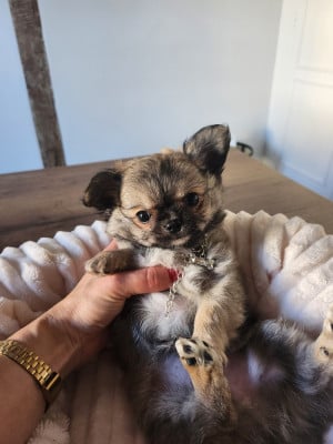 Les chiots de Chihuahua