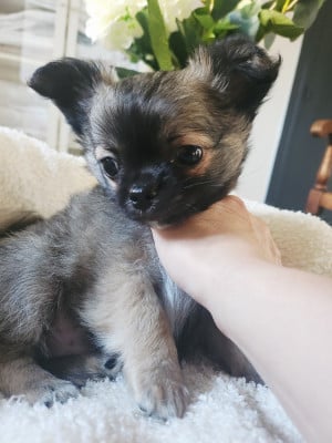 Les chiots de Chihuahua