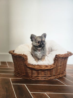 Les chiots de Chihuahua