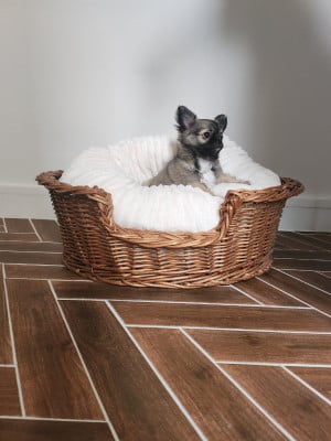 Les chiots de Chihuahua