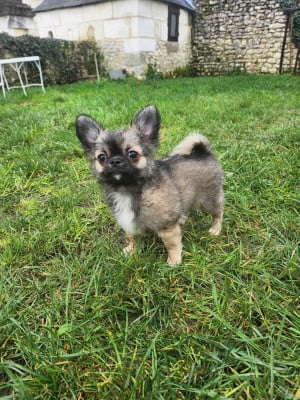 Les chiots de Chihuahua